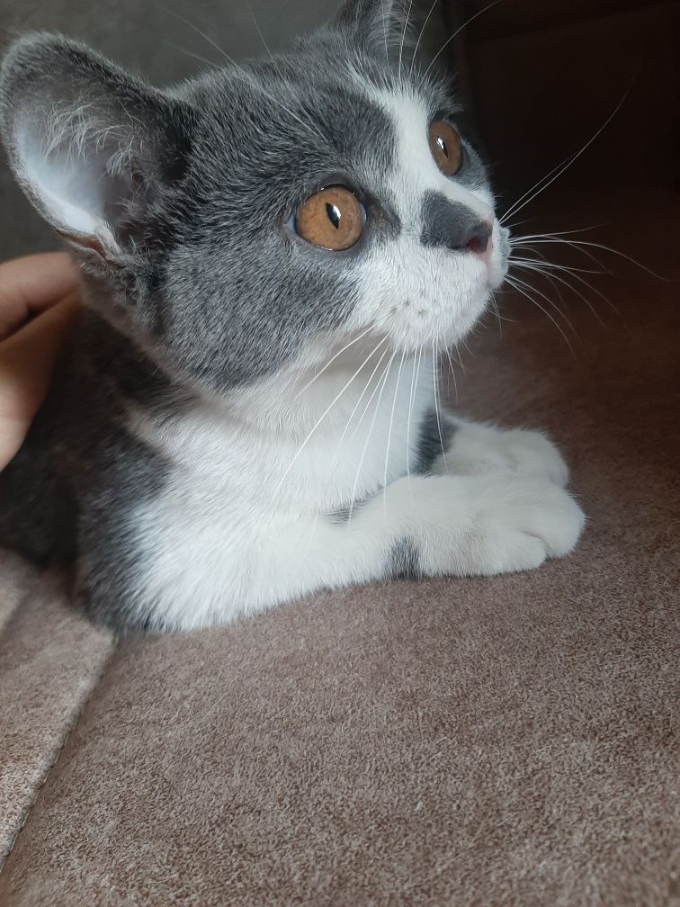Кошка В добрые руки
