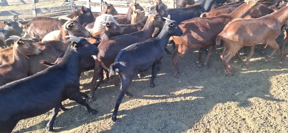 Vând Capre Murciano Granadina