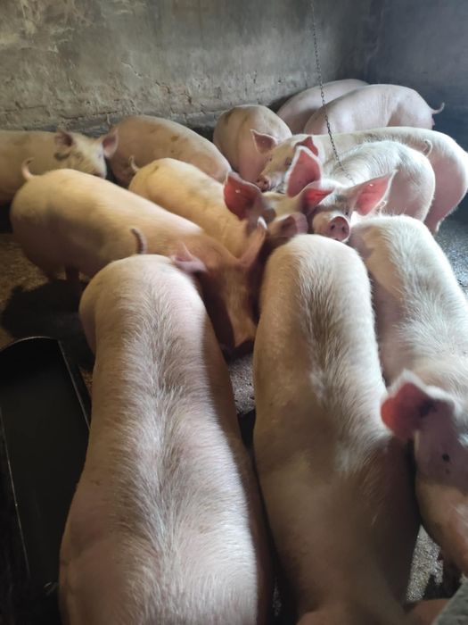 Продавам угоени прасета