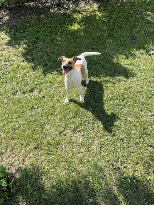 Caine de trufe albe si negre Jack Russell terrier