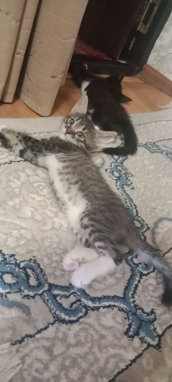 Mushuk bolalari 4 ta yaxshi qo'llarga beriladi