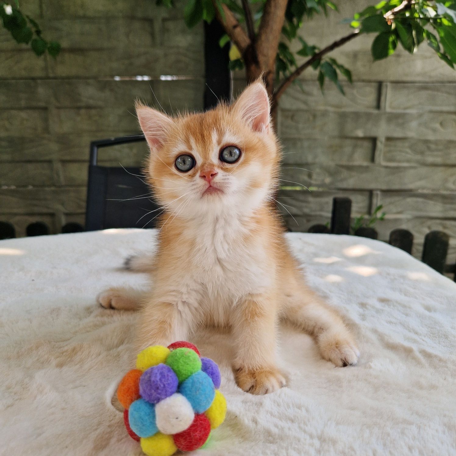British shorthair golden