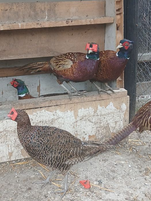 Fazani comuni si tenebros de vanzare