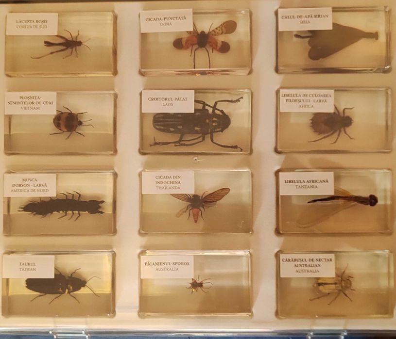 Colecția Insecte reale