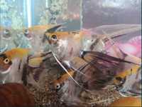 Аквариумные рыбки Скалярия -  кои, золотые, берёзка