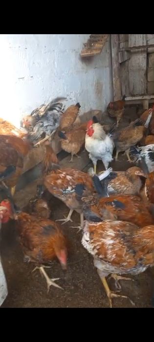 Қораздар сатылады