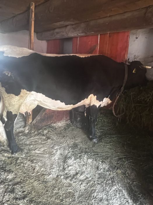 Vand vaca gestanta in 3 luni