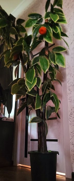 Срочно высокие искусственные деревья высота 1.90. Читайте опесание