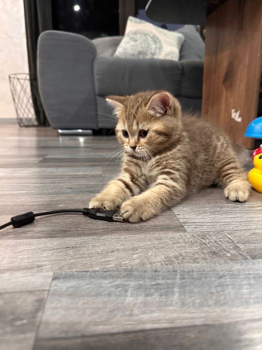 Британски късокосмести