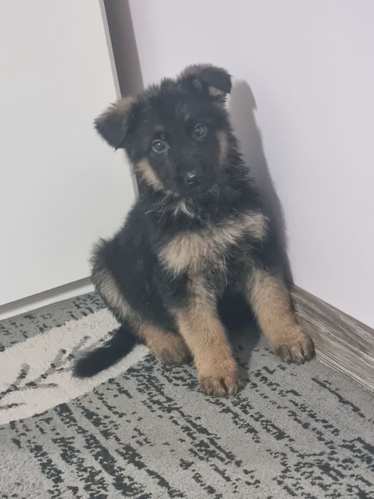 Продавам немски овчарки