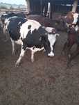 Junică de vînzare are 500 kg 70 milione