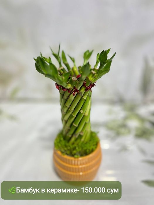 Продаётся Падакарпус, Хамедорея, Сансевиерия и др