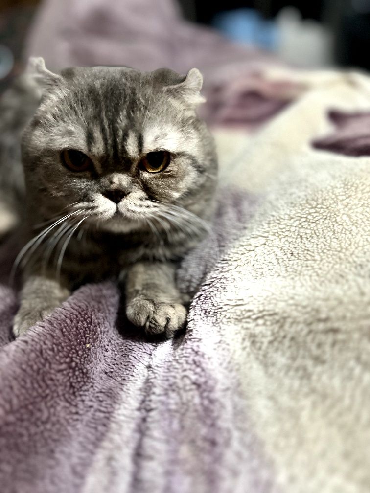 Продается кошка скотч фолд  весело ухой