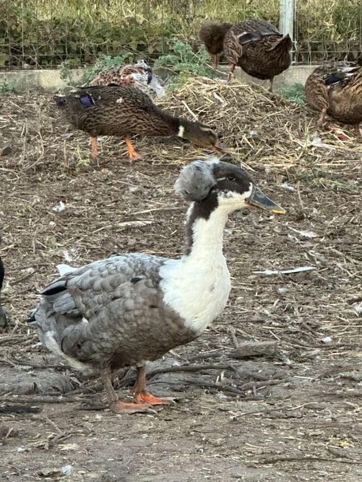 Picheri de vanzare binilici.  Si rate