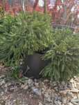 Plante Decorative Direct din Pepinieră – Plata la Livrare