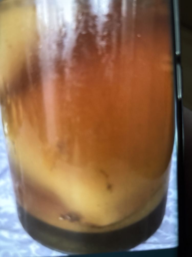 Kefir Apă/Kefir Lapte/Ciupera ceai kambuca