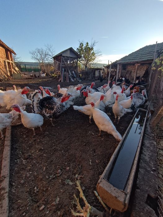 Продавам пуйки в с.Гиген, обл.Плевен.