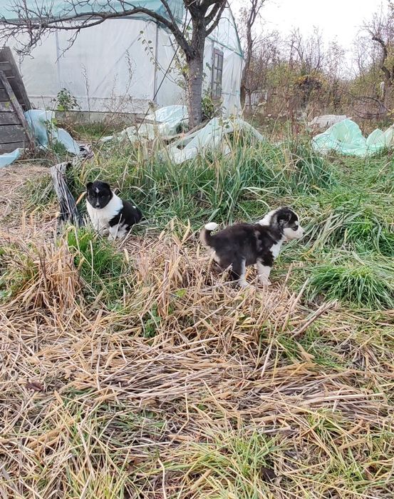 Donez cățeluși maidanezi