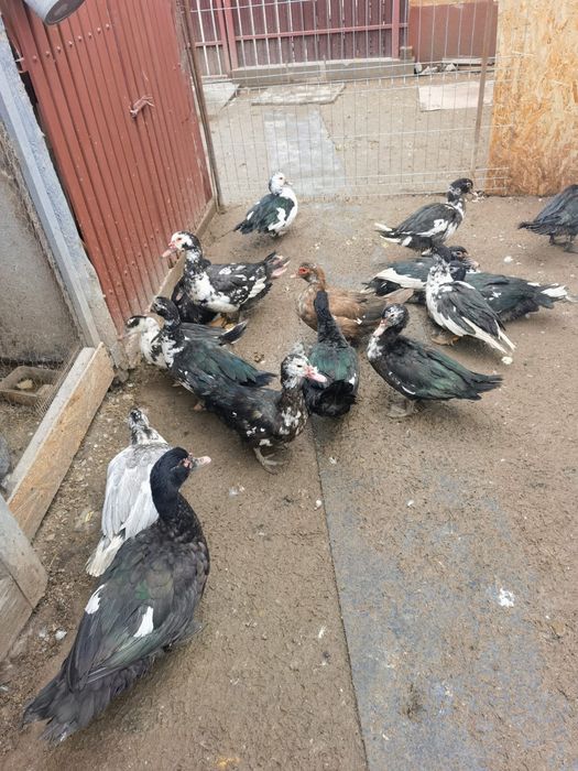 Rățoi lesesti de vanzare