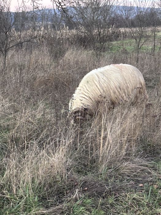 Vand sau schimb berbec breaz