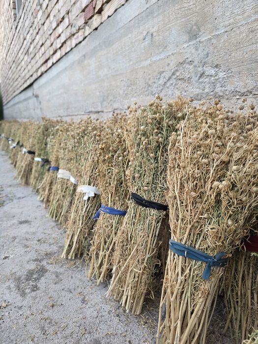 Адыраспан тек (только) оптом