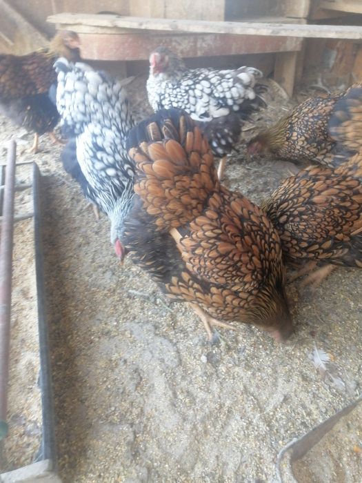 Găini de vânzare