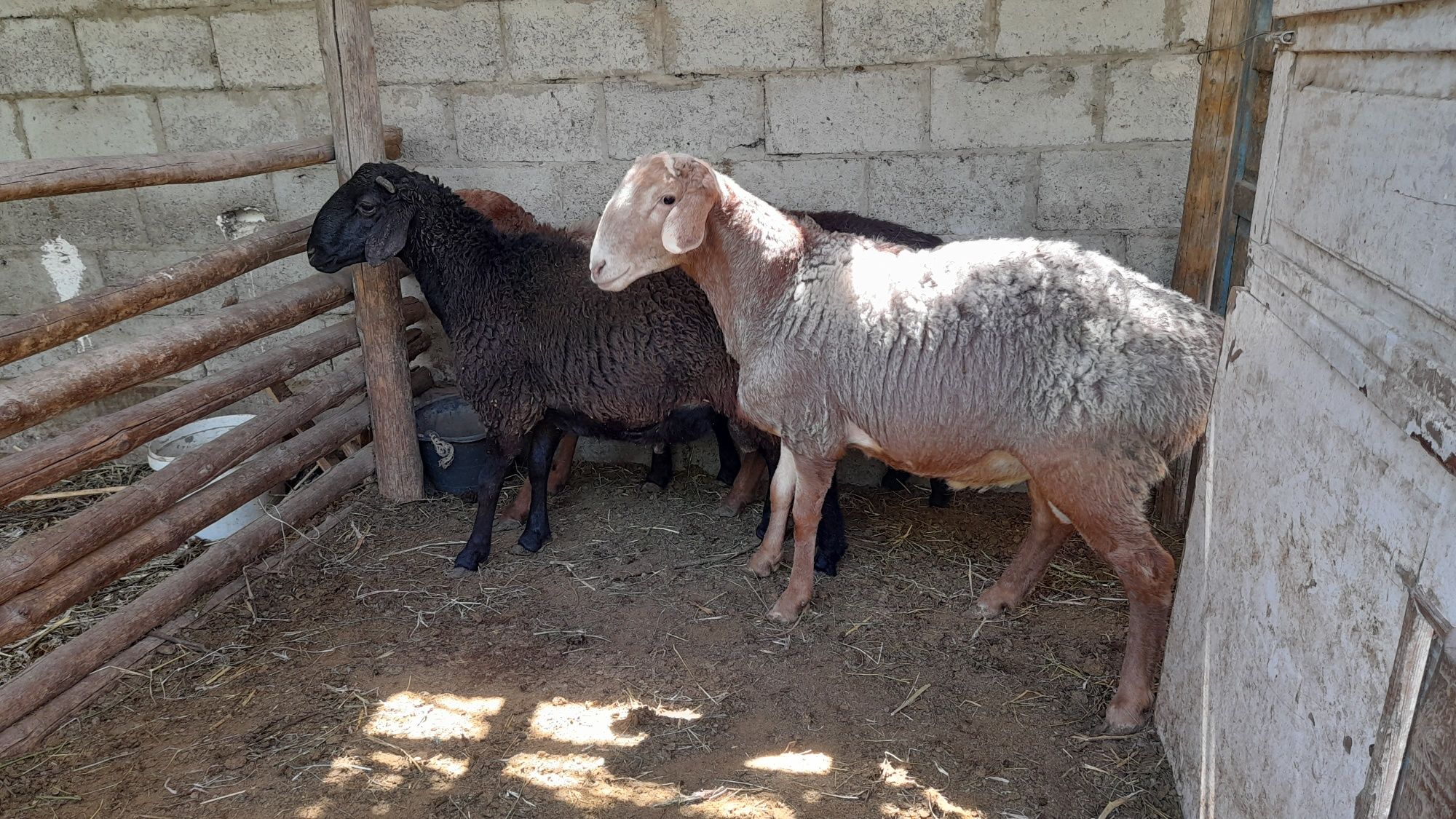 Qòchqorlat sotiladi 4 ta