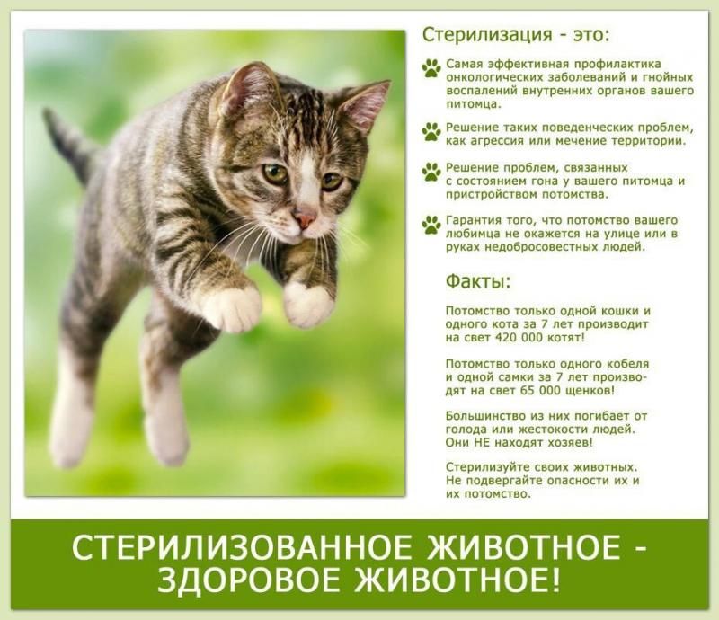 Ветеринар круглосуточно.Кастрация стерилизация кошек,котов