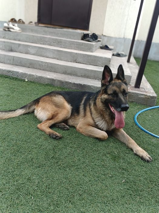 Вязка немецкой овчарки