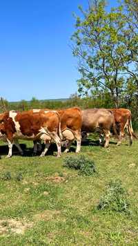 Vând 5 Vaci Baltate Românești Cu vitei