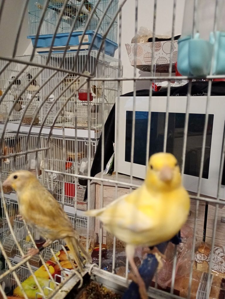Pasari de companie
