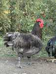 Cocos australorp albastru