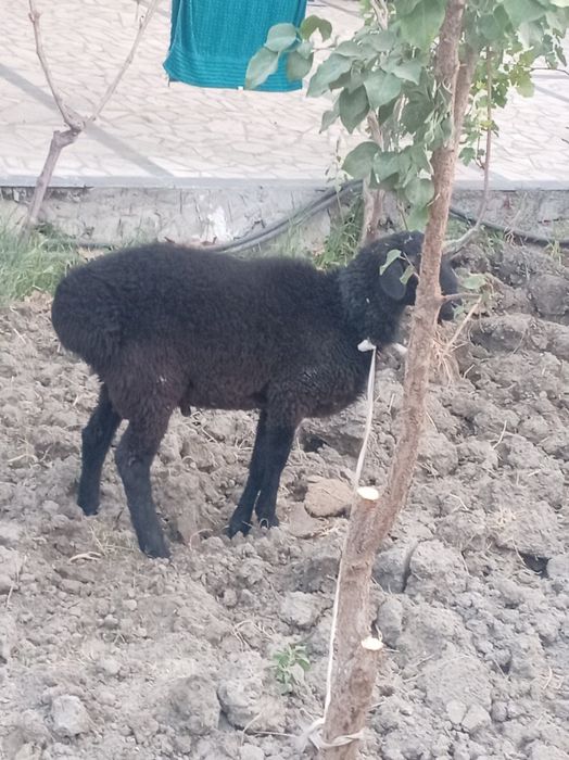 Qara qo'chqor. 8oylik