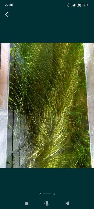 Planta de acvariu Egeria Densa