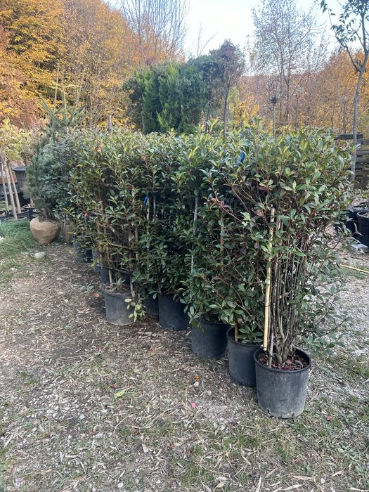 Plante ornametale naturale tuia