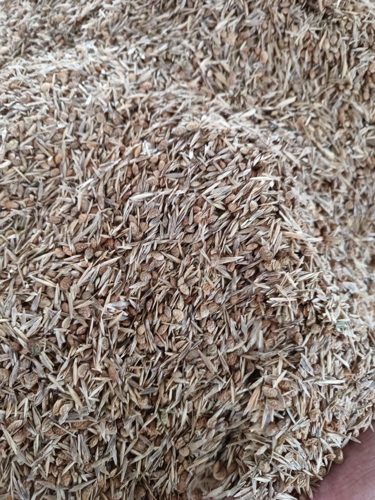 Samanta amestec 3 feluri sparceta ,Iarba,bromus pt coasa sau pasune