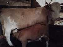 Vand vaca cu vitel