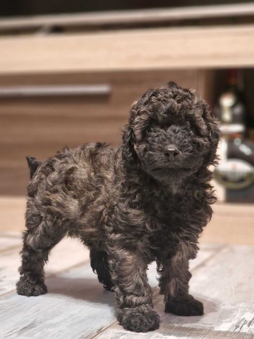 Пудел мини момче