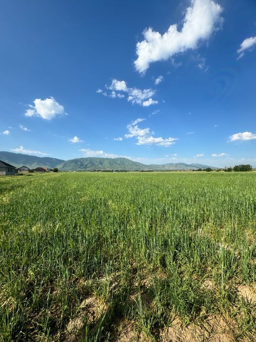 Продам участок, 3 га, село Шамалган