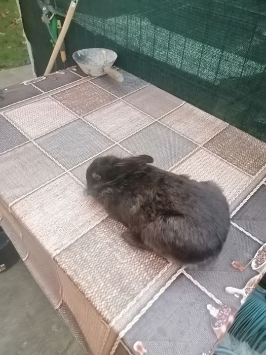 Vand iepuroaica cap de leu