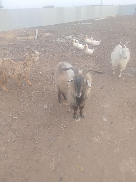 Козел двух годовалый,цена договорная.