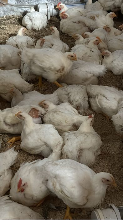 Бройлер живым весом