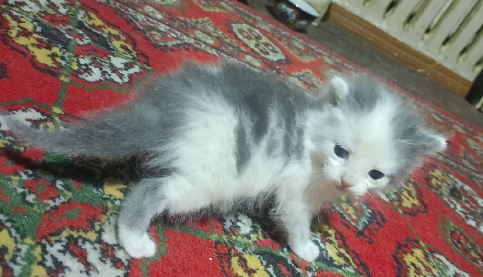 Котята отдам в хорошие руки, mushuk bolalari ishonchli qollarga berila