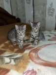 Отдам котят мальчиков в добрые руки.