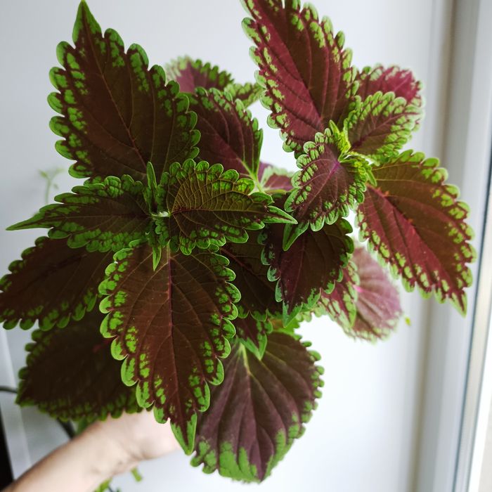 Комнатные растения.