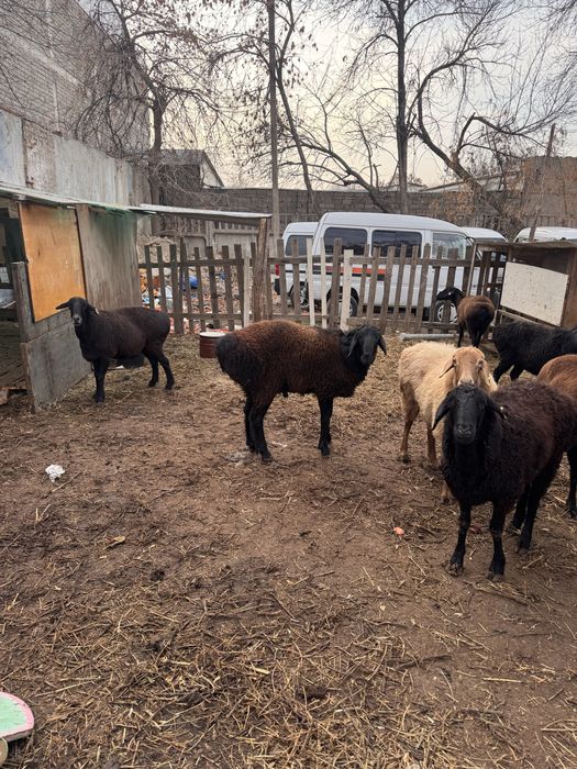 Продам барашков