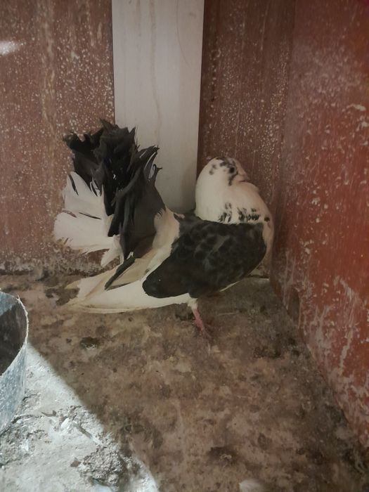 Vând porumbei curcani