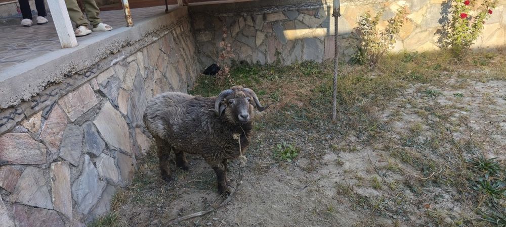 Кучкор сотилади срочна