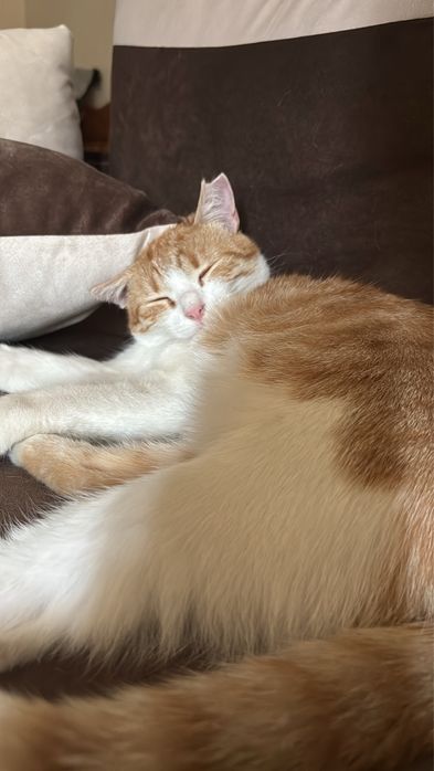 Котенце си търси Дом