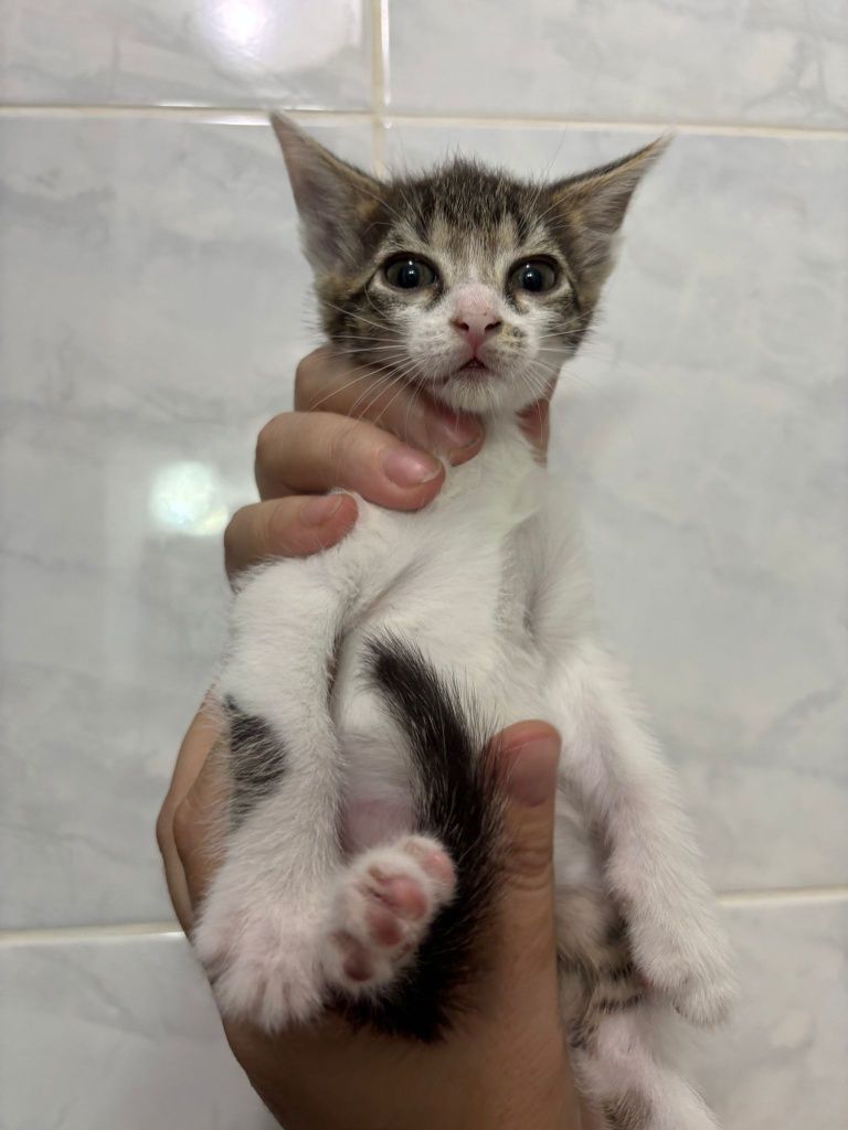 Adoptie responsabila Constanta